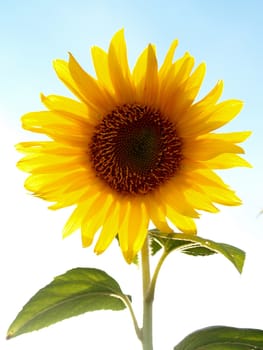 image  Sunflower field