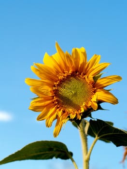 image  Sunflower field