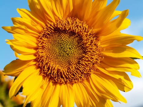 image  Sunflower field