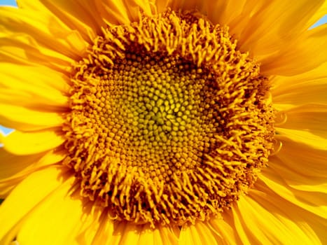 image  Sunflower field