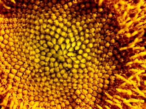 image  Sunflower field