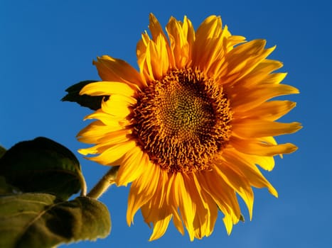 image  Sunflower field