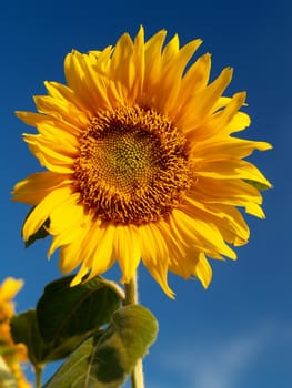 image  Sunflower field