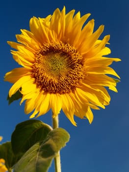 image  Sunflower field