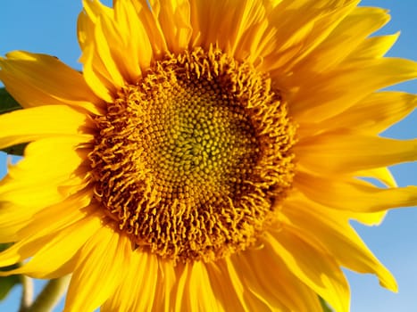 image  Sunflower field