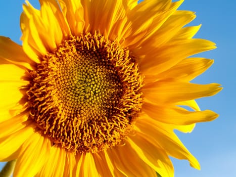 image  Sunflower field