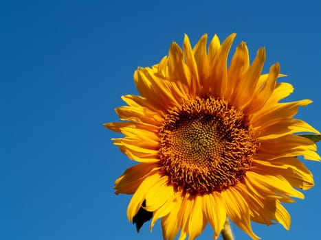 image  Sunflower field