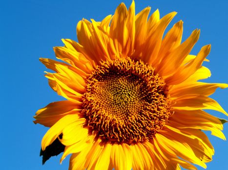 image  Sunflower field