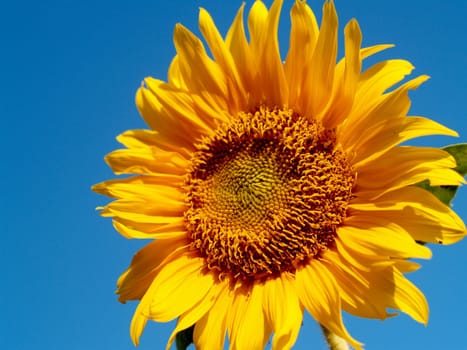 image  Sunflower field