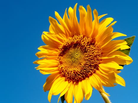 image  Sunflower field