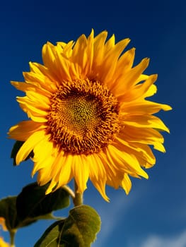 image  Sunflower field