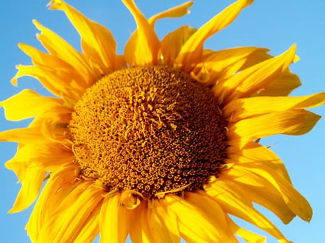 image  Sunflower field