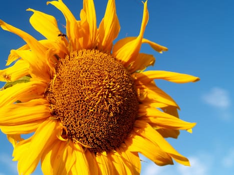 image  Sunflower field