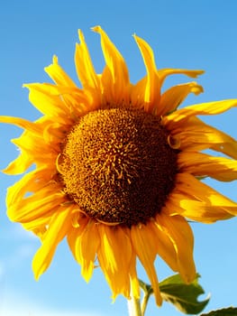 image  Sunflower field