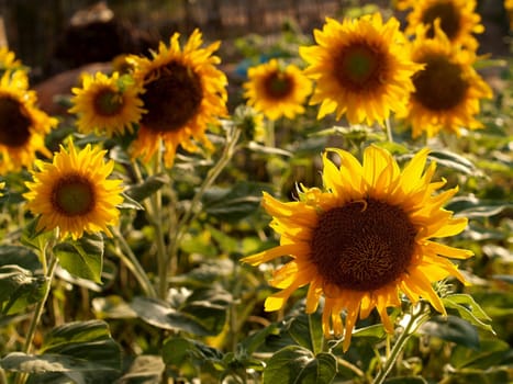 image  Sunflower field