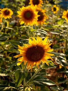 image  Sunflower field