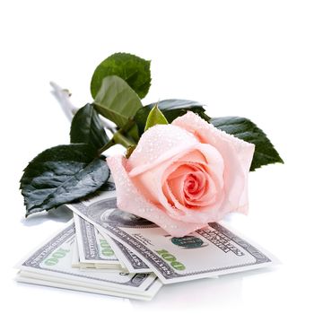 Pink rose. Pink flower. Rose and dollars. Dollars. Flowers and money. Expensive flower. Expensive gift.