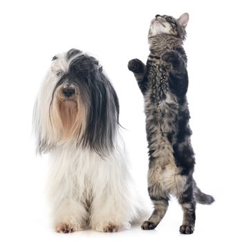 tibetan terrier and cat  in front of white background