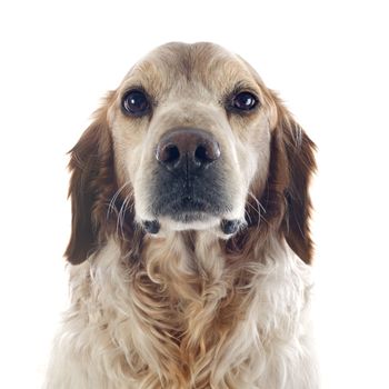 portrait of a brittany spaniel in front of white background