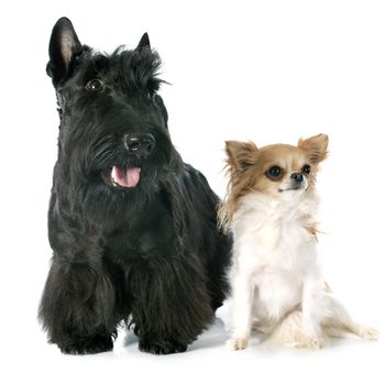Scottish Terrier and chihuahua in front of white background