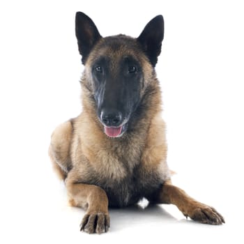 belgian shepherd in front of white background