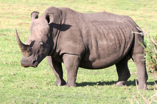 Huge white rhinocerous with big horn and wide flat mouth
