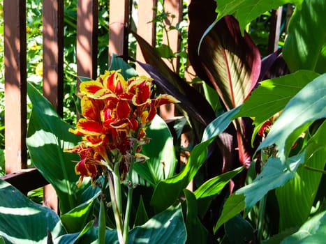 Images of flowers with vivid red and yellow colors