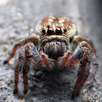 Closeup of a spider with nature background