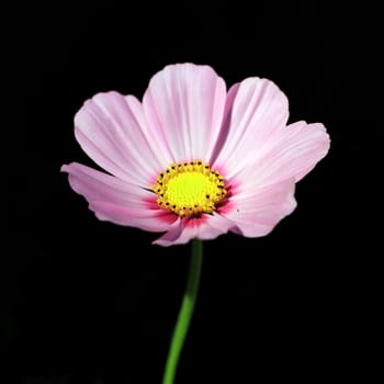 closeup of beautiful cosmos isolated on black background