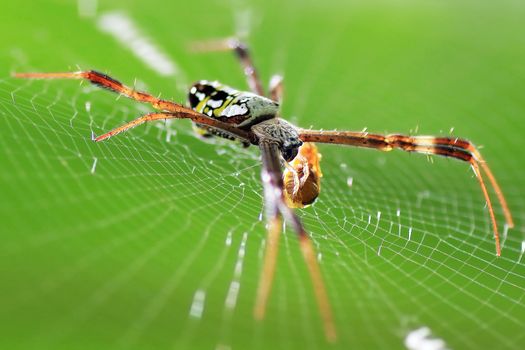 A spider on spider web