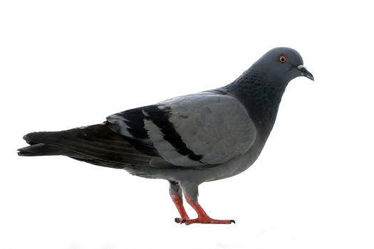 closeup of pigeon isolated on white background