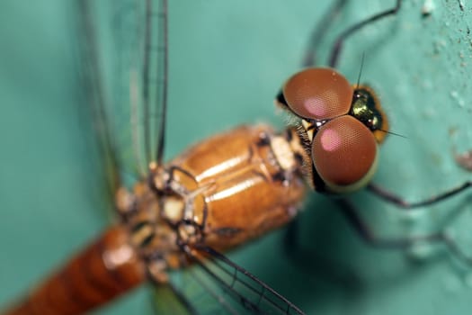 closeup of the beautiful dragonfly