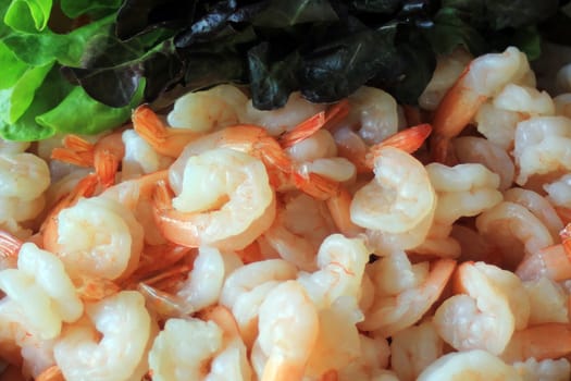 closeup of a group of  fresh shrimp