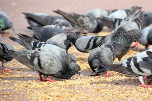 group of pigeon eating food on the ground