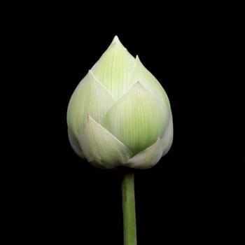 beautiful lotus flower isolated on black background