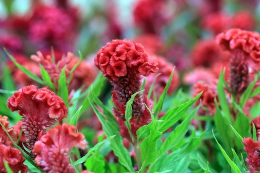 beautiful plumed cockscomb in the garden