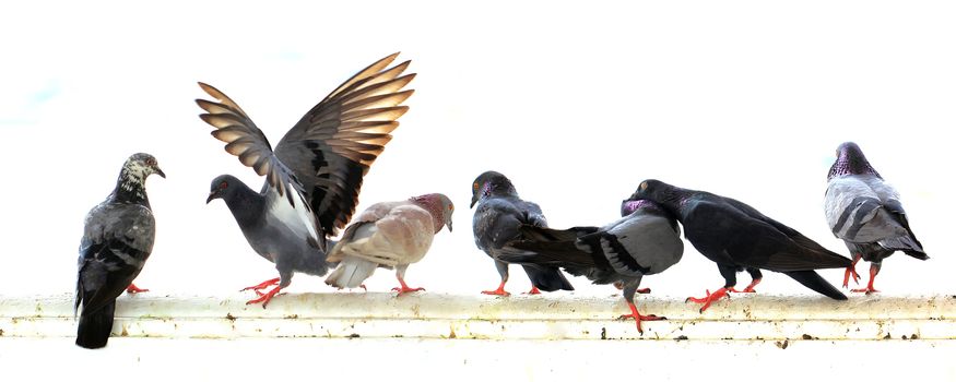 group of pigeon isolated on white background