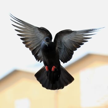 closeup of the flying pigeon
