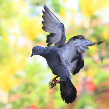 flying pigeon against beautiful background