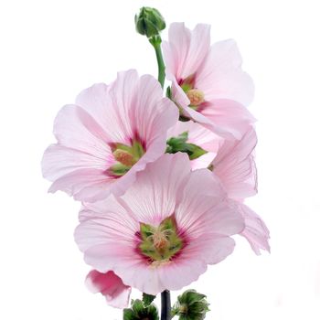 hollyhock flower isolated on white background