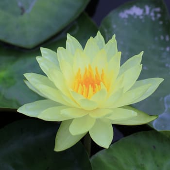 beautiful lotus flower in the pond