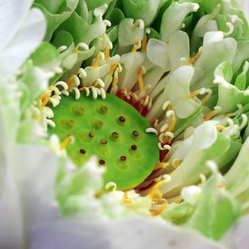 closeup of blooming lotus flower