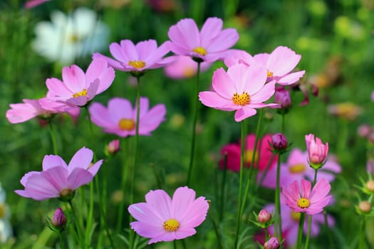 beautiful cosmos flower in the garden