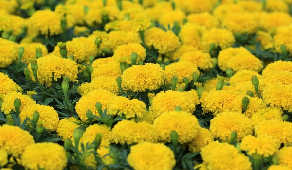 beautiful marigold in the garden