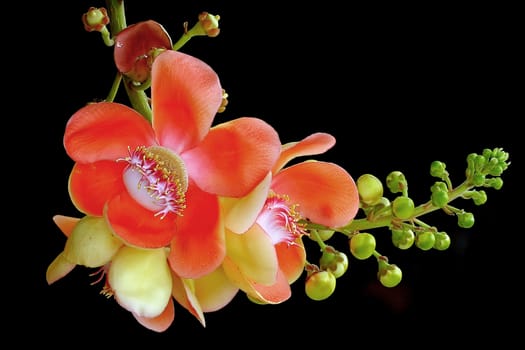 beautiful cannonball tree isolated on black background