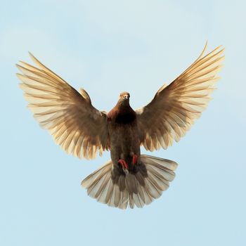 Flying pigeon against the beautiful sky