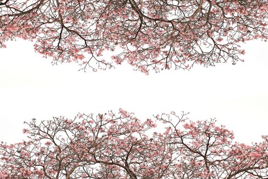 pink trumpet tree isolated on white background