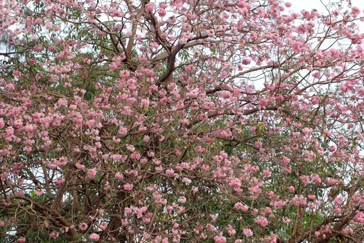 beautiful pink trumpet tree in park