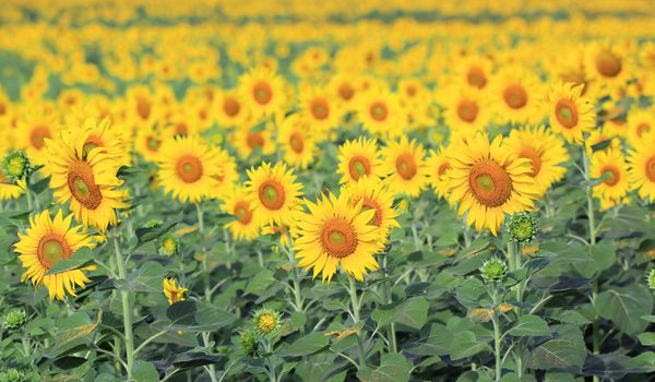 beautiful sunflower in the field