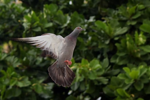 Flying pigeon in the natural